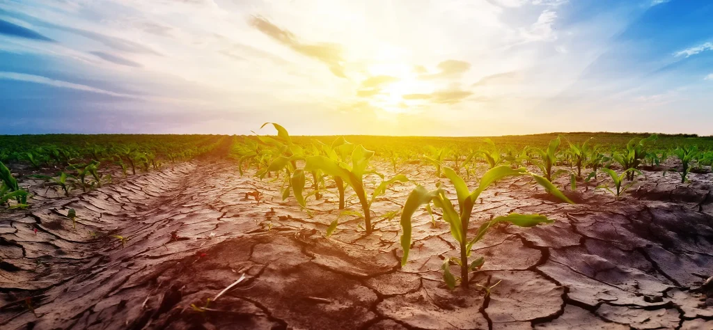 Fotografía de un campo de cultivo convertido en desierto por la sequía