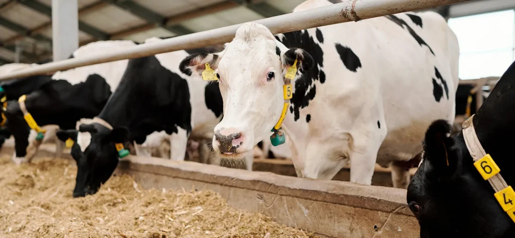 Fotografía de varias vacas en una industria ganadera